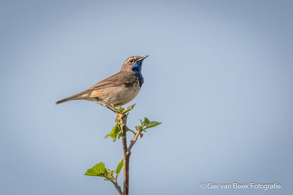Blauwborst