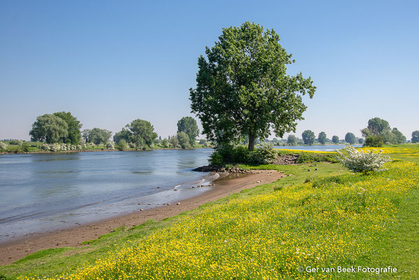 Koornwaard