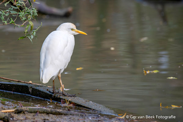Koereiger