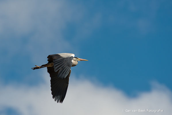 Blauwe reiger