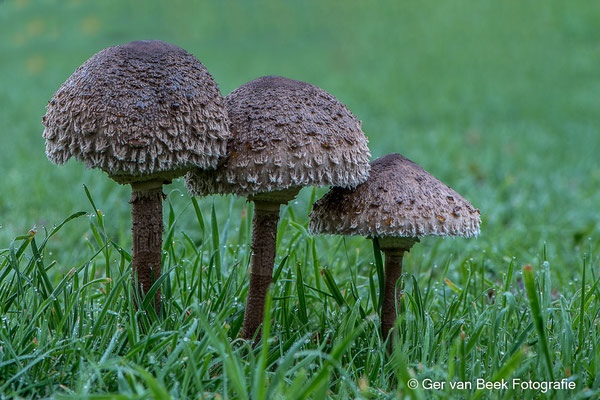 Grote parasolzwam
