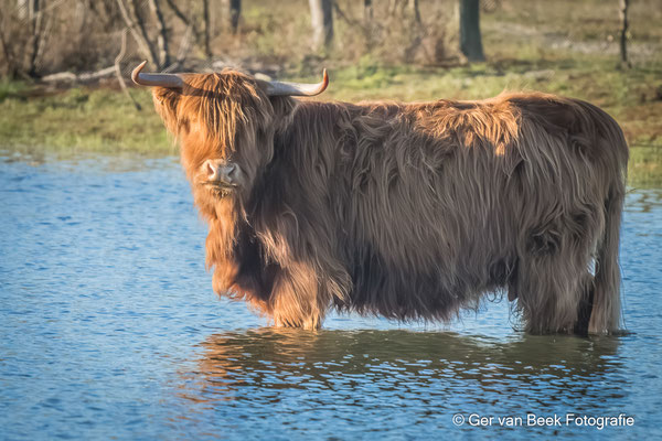 Schotse hooglander