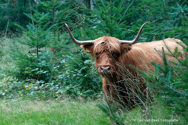 Schotse Hooglander