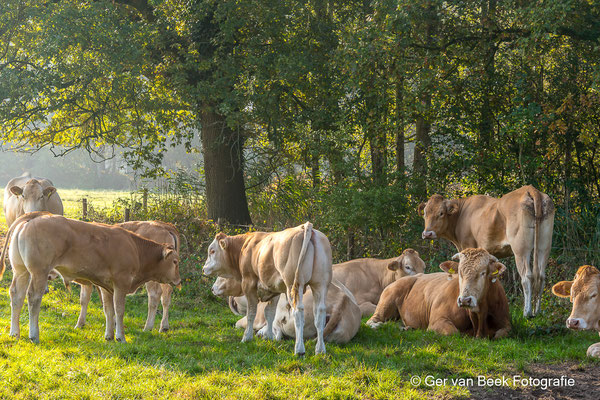 Blonde d'Aquitaine