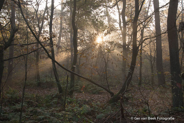 Zon door de bomen