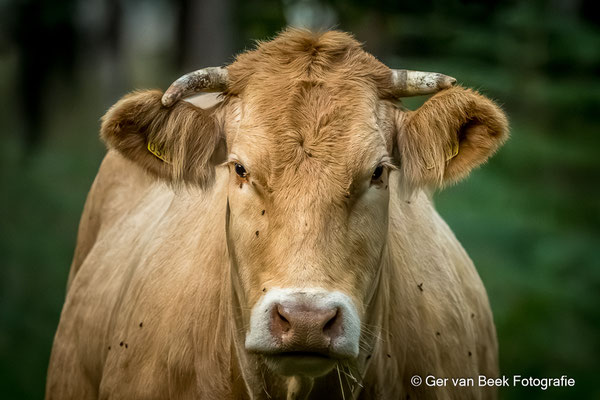 Blonde d'Aquitaine koe