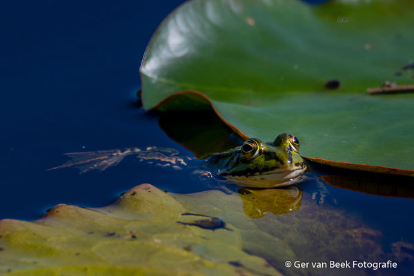 Groene kikker