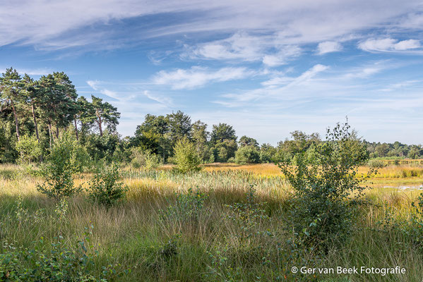 Kampina