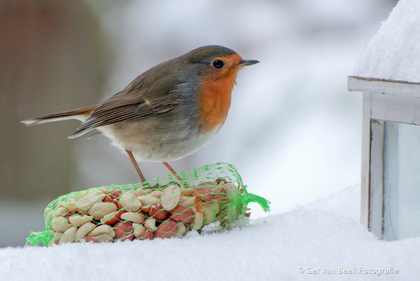 Roodborst