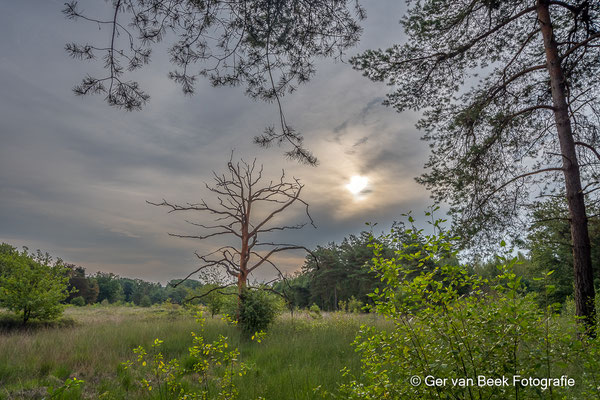 Oisterwijkse bossen en vennen
