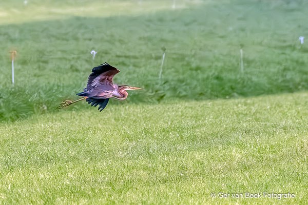 Purperreiger