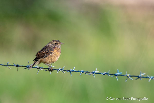 Jonge Roodborsttapuit