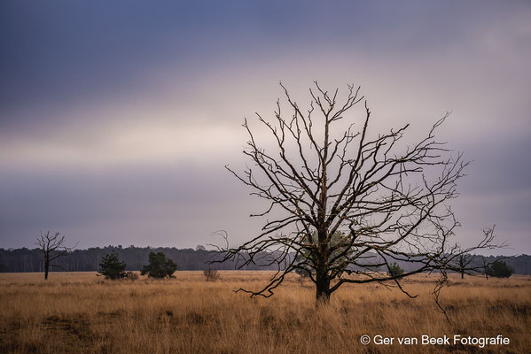 Heide