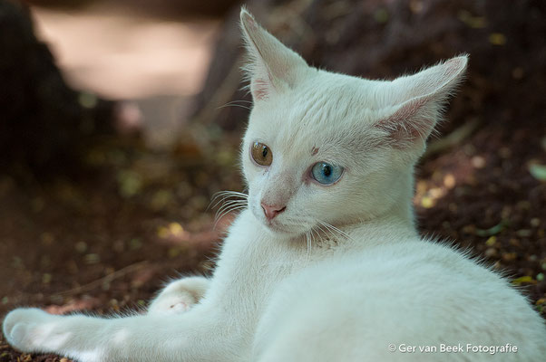 Albino kat