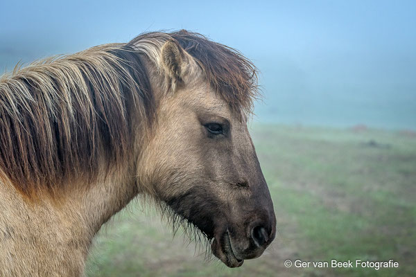 Konickpaard