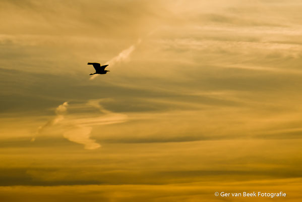 Blauwe reiger