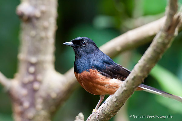 Onbekende vogel