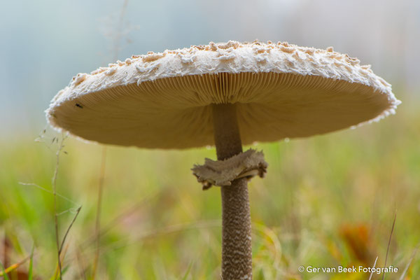 Grote parasolzwam