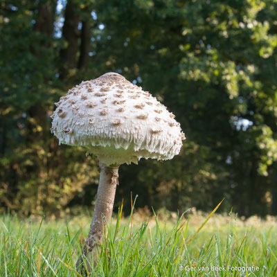 Grote Parasolzwam