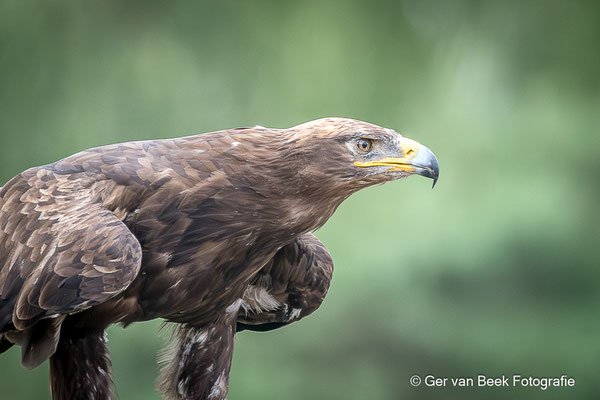 Woestijnbuizerd