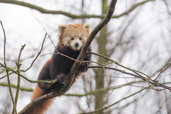 Kleine panda