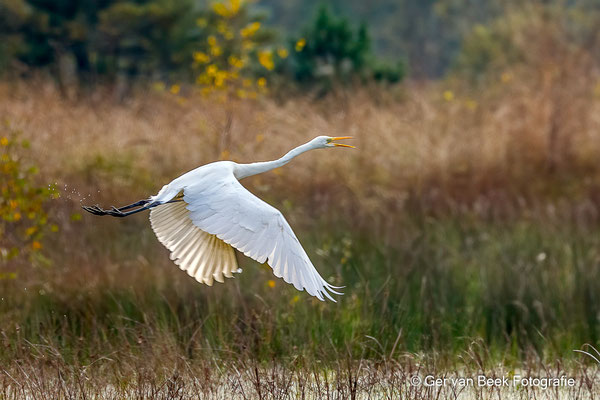 Grote zilverreiger