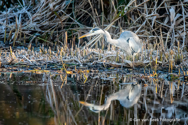 Blauwe Reiger