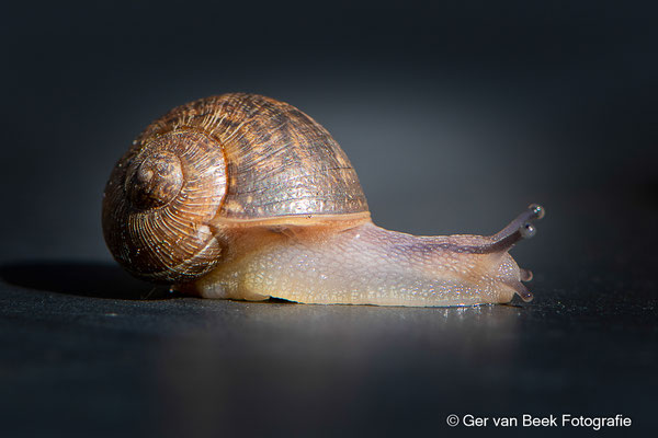 Zwartgerande tuinslak