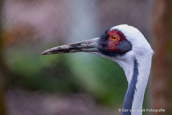 Witnekkraanvogel