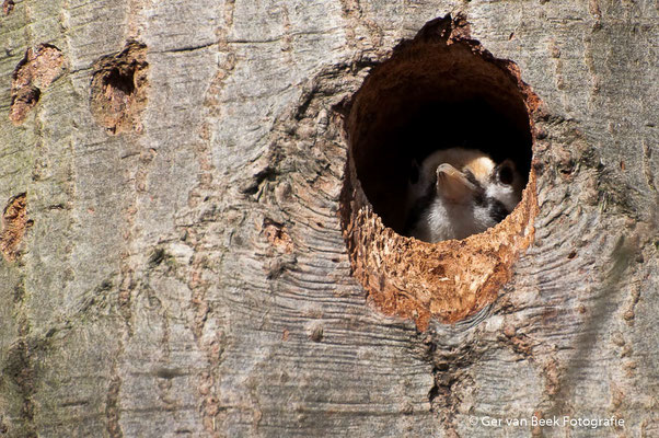 Jonge grote bonte specht