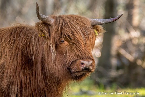 Schotse hooglander