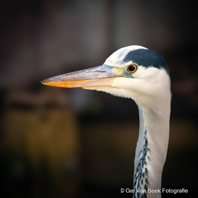 Blauwe reiger