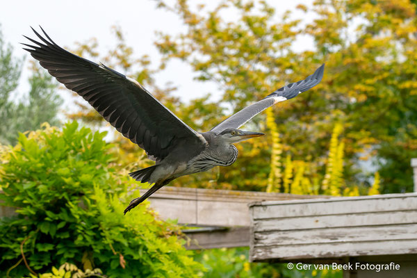 Blauwe reiger
