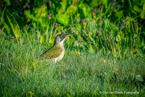 Groene specht