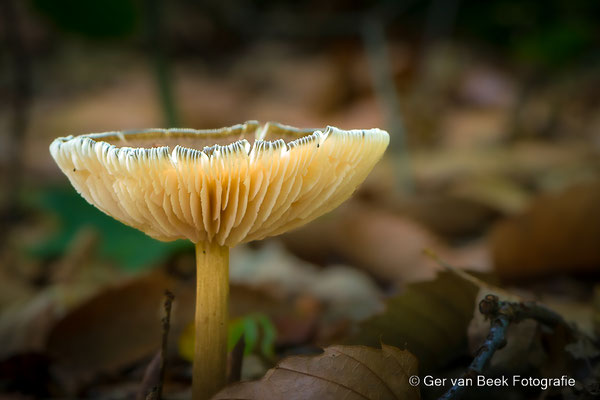 Narcisridderzwam