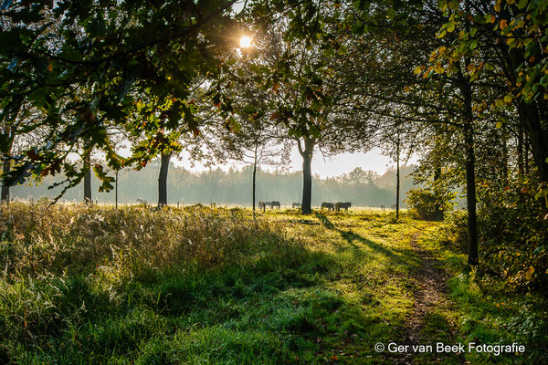 Banisveld