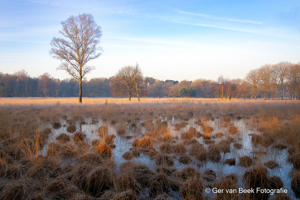 Kampina