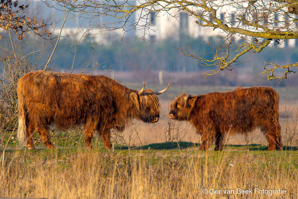 Schotse Hooglander