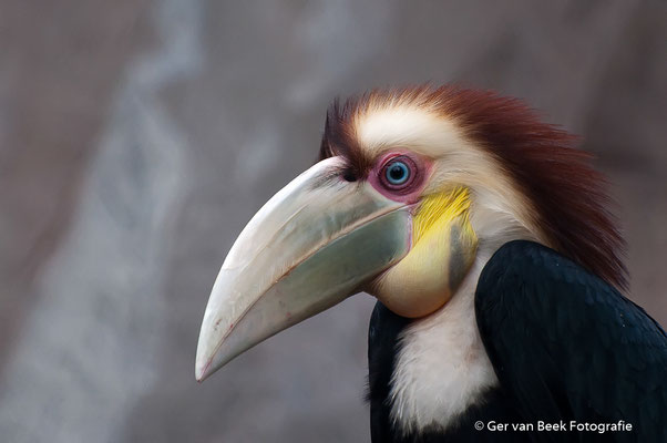 Gewone jaarvogel