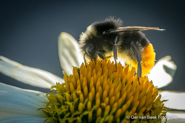 Steenhommel