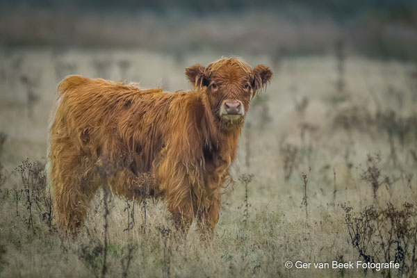 Schotse hooglander