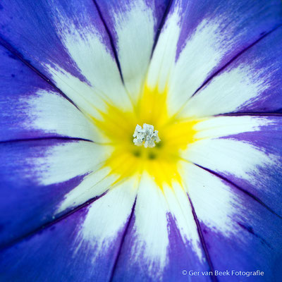 Bloem