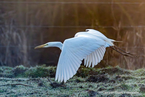 Grote zilverreiger