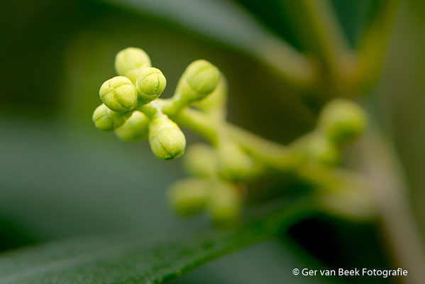 Bloemknoppen olijfboom