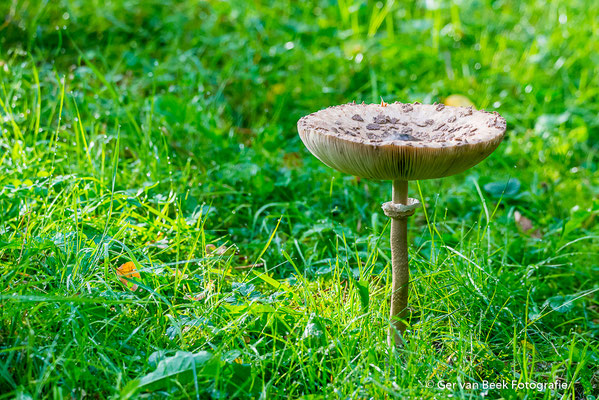 Grote Parasolzwam