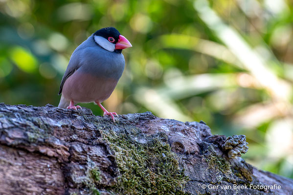 Rijstvogel