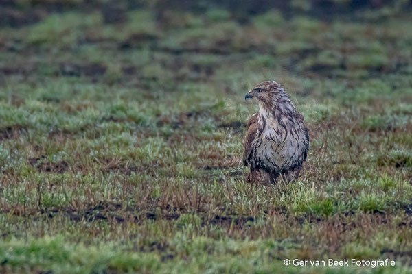 Buizerd