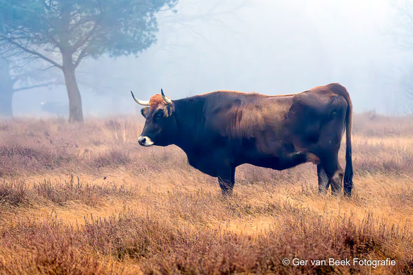 Tauros
