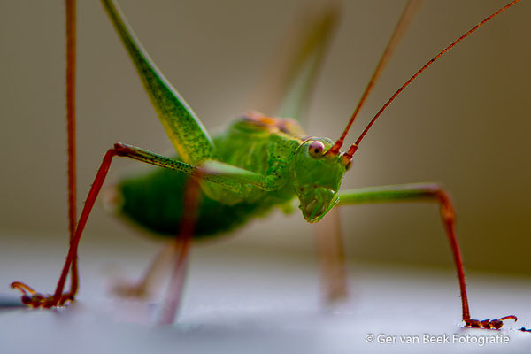 Groene struiksprinkhaan