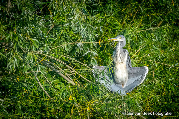 Blauwe reiger